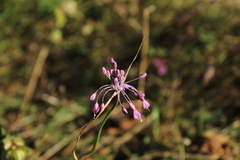Allium carinatum pulchellum