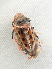 Pselaphacus signatus