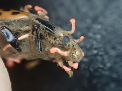 Ophiocordycipitaceae