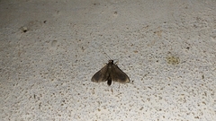 Almonia
