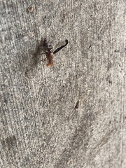 Diacrita costalis