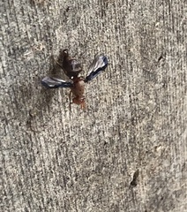 Diacrita costalis