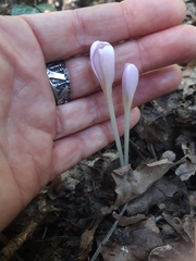 Colchicum umbrosum