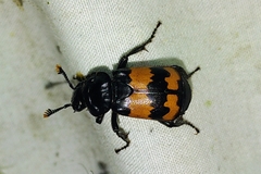 Nicrophorus hybridus