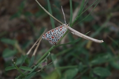 Utetheisa pulchelloides vaga