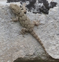 Tarentola mauritanica