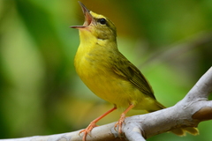 Myiothlypis flaveola