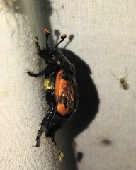 Nicrophorus hybridus