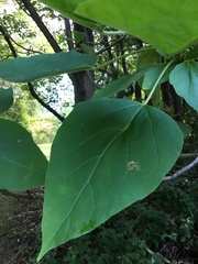Catalpa speciosa