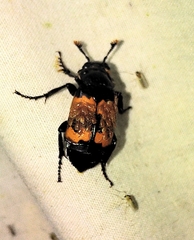 Nicrophorus hybridus