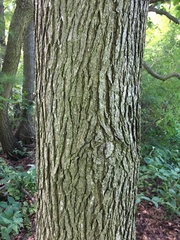 Catalpa speciosa