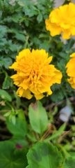 Tagetes