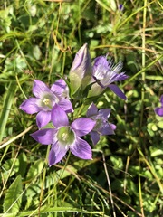 Gentianella aspera