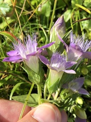Gentianella aspera