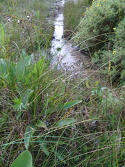 Arnoglossum plantagineum