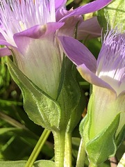Gentianella aspera