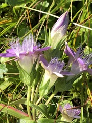 Gentianella aspera