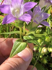 Gentianella aspera