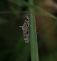 Sameodes cancellalis