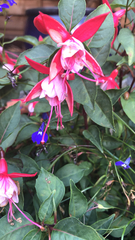 Fuchsia × hybrida