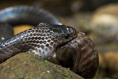 Clelia equatoriana