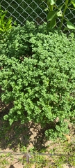 Magnoliopsida