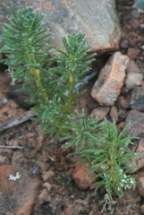 Oxalis confertifolia