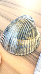 Dinocardium robustum