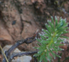 Oxalis confertifolia