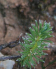 Oxalis confertifolia
