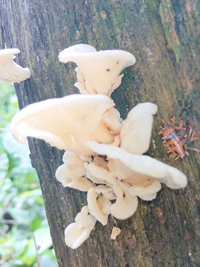 Favolus brasiliensis · March 2020 · photo: © tsssss (iNaturalist, cc0)