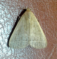 Simplicia extinctalis