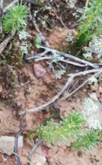 Oxalis confertifolia