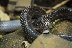 Clelia equatoriana