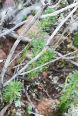 Oxalis confertifolia