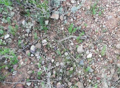 Oxalis confertifolia