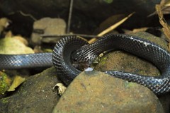 Clelia equatoriana