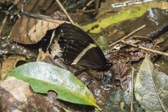 Papilio menatius