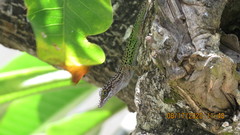 Anolis leachii