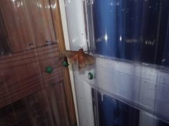 Citheronia sepulcralis