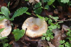 Agaricales