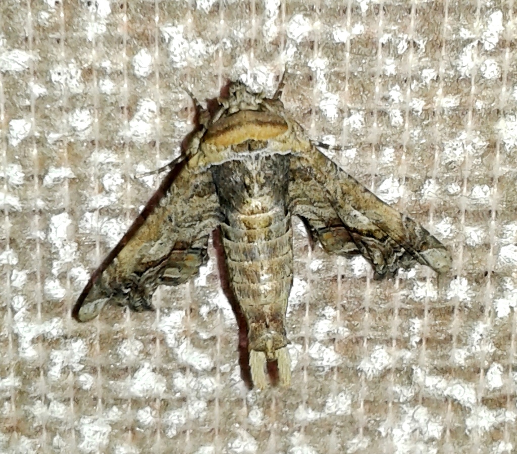 Eutelia gaedei