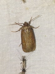 Sympistis stabilis
