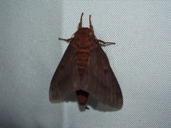 Citheronia sepulcralis