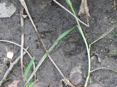 Nyctereutes procyonoides