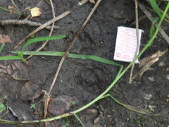 Nyctereutes procyonoides