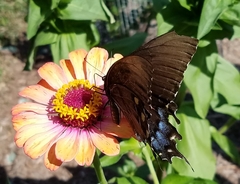 Papilio glaucus