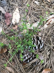 Galium bermudense