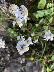 Achillea atrata