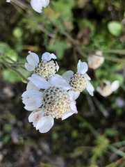 Achillea atrata